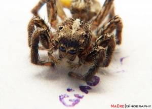 <歡迎指教> 小蜘蛛(窮人微鏡法）