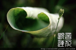 觀．荷