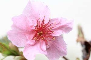 新竹麗池練拍櫻花