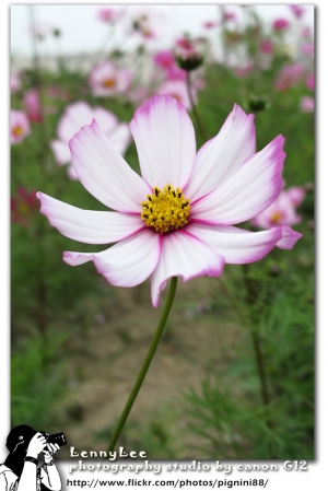 我愛上了...... by Lenny