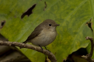 野柳--賞鳥隨拍