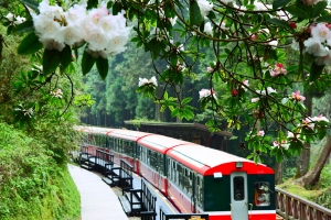阿里山~~~~霧濛濛