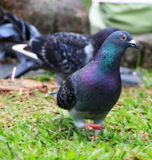 心蓉-第一次拍鳥類........