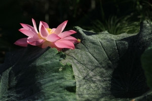 唯 一