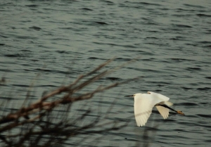鰲鼓濕地KIT鏡打到寶!!