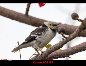 鰂魚涌公園紅棉 2023-3