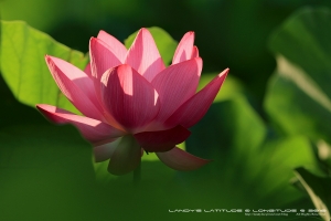 栽進蓮花池之博命演出～