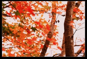 天氣冷了 楓葉紅了!!