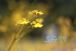 .: 호수정원 :.
