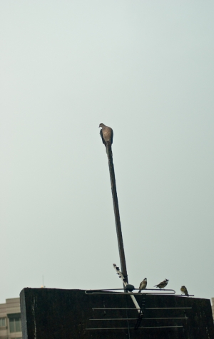 天兔測風球 北海半日遊