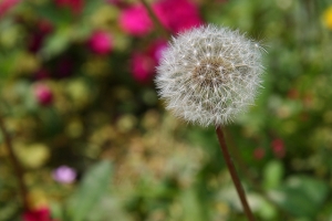 蒲公英與小雛菊