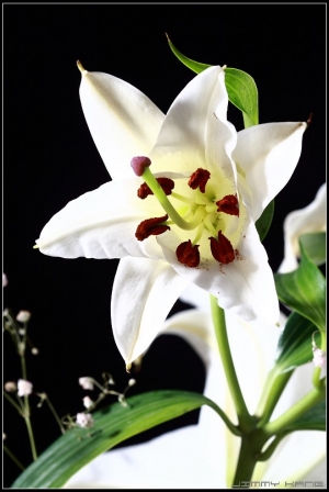 白色杜鵑花.風信子