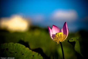 荷花
