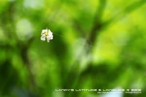 一「桐」去賞花＠彰化挑水古道