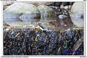 請問鳥名? 拍的很糟糕, 請勿加分