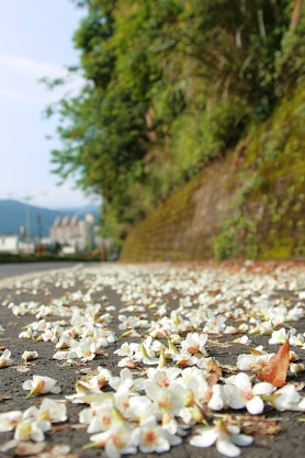 2012.04.23 油桐花祭開始囉~(桃園小粗坑古道,苗栗四月雪小徑,