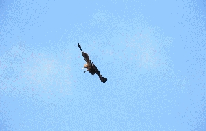 一氣呵成- 1DX 61 & 59連拍動態GIF檔.