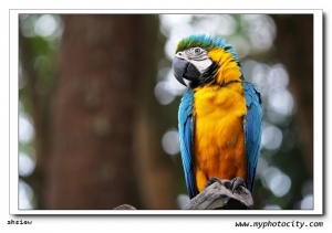 打鸚鵡（馬來西亞）