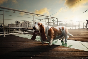 Bassets 2012