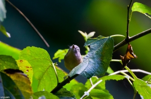 溪頭的鳥-繡眼畫眉
