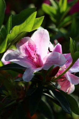 色彩繽紛的花花世界