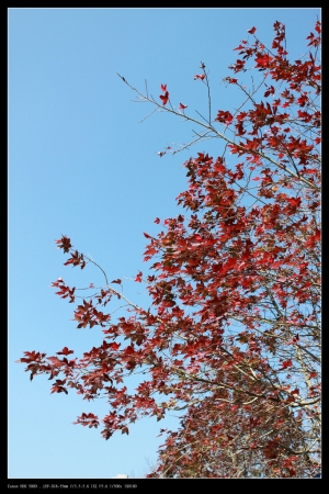 春節基隆、金瓜石黃金博物館走春