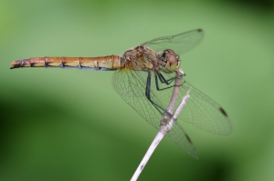 長尾蜻蜓 Sympetrum cordulegaster (Selys, 1883)