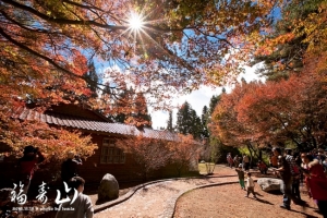 101.11.12福壽山楓紅
