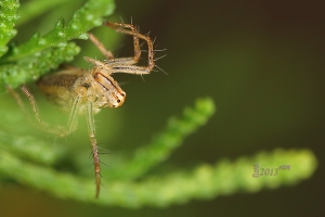 昆蟲微距 --- Howado