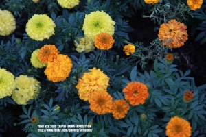 2010-我的台北花博