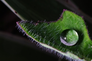 Sophies植物微距攝影集044