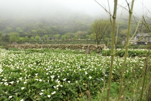 迷霧~海芋園