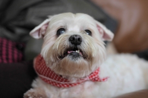 新手第一次貼圖之貓狗大集合