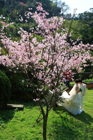 陽明山花季