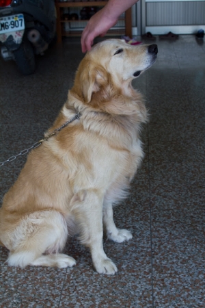 朋友老家的貓咪與狗