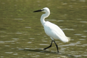 廣興堂 隨拍之三 小白鷺 & 黃頭鷺