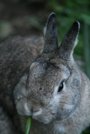 小小白(非IS)拍攝我家三杯兔!