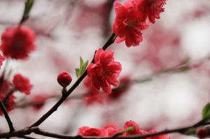 新手上路&nbsp;&nbsp;&nbsp;&nbsp;這是到南庄 碧絡角所拍的櫻花