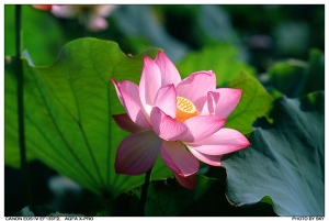 台大農改場(EF135F2L正片)