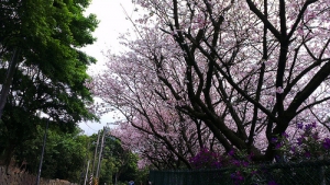 蔡博士吉野櫻園周遭