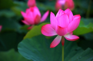 白河荷花&七股鹽山