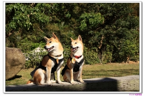 柴柴漫步雲端半日遊