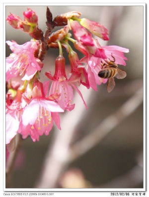 家裡唯一的一棵---櫻花樹..