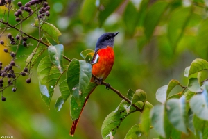 福山迎賓鳥-紅山椒