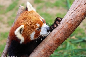 小貓熊與我的小小白...初見!