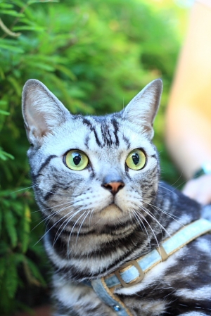 小惡魔(寵物)外拍特集