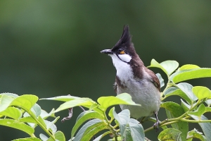又見普鳥......