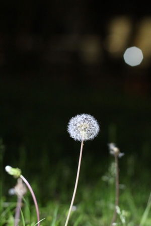 夜裡的小花