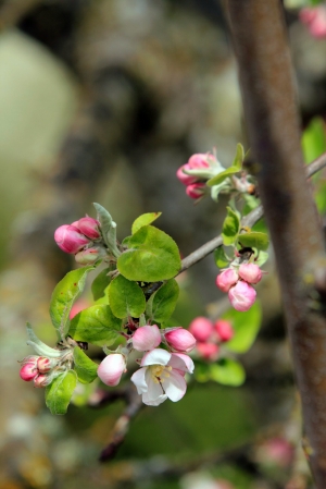 蘋果樹開的花