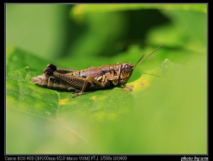 試拍新買的100mm marco F2.8